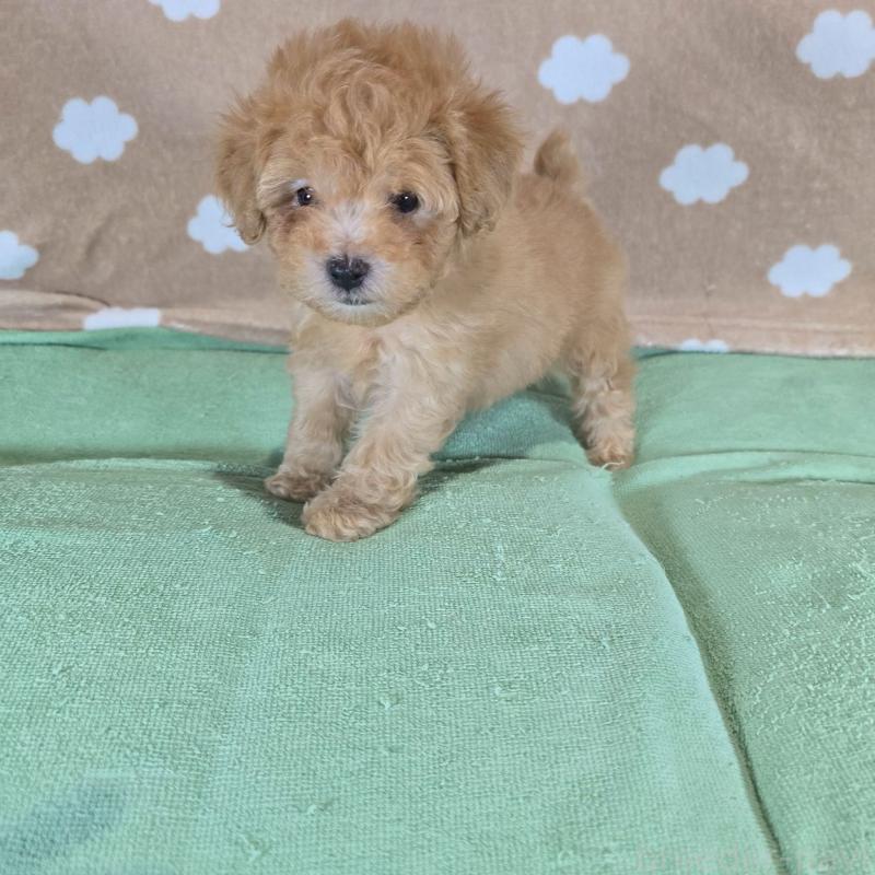 販売中の大阪府のトイプードル-424684の2枚目