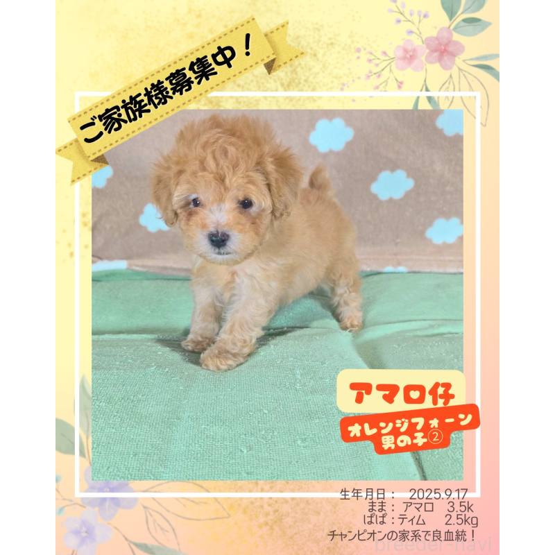 販売中の大阪府のトイプードル-424684