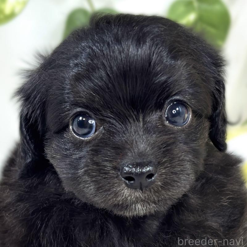 販売中の滋賀県のチワプー:チワワ×トイプードル-424685の1枚目