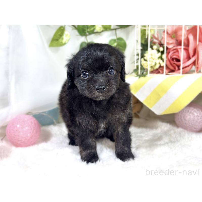 販売中の滋賀県のチワプー:チワワ×トイプードル-424685の4枚目