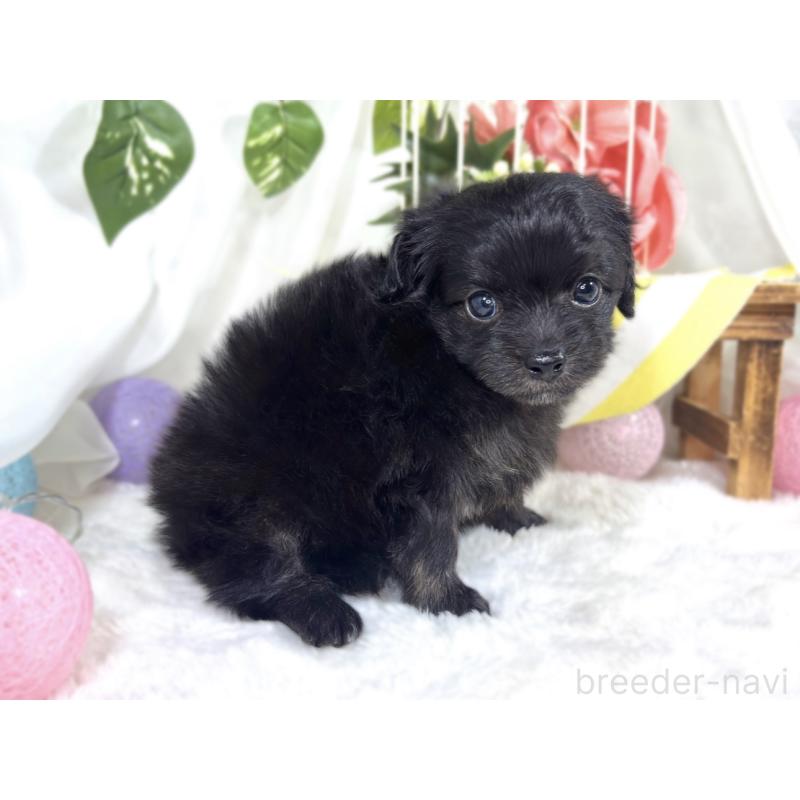 販売中の滋賀県のチワプー:チワワ×トイプードル-424685の3枚目