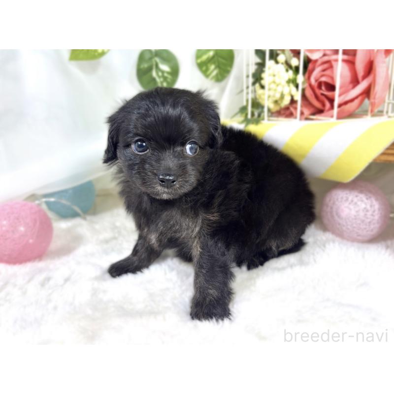 販売中の滋賀県のチワプー:チワワ×トイプードル-424685の2枚目