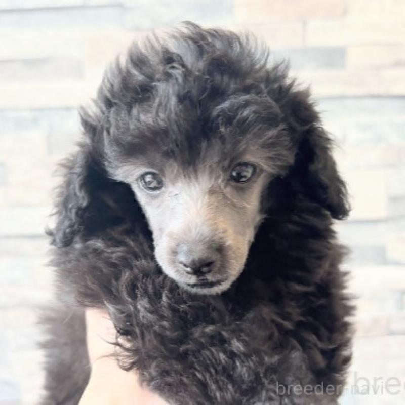 販売中の埼玉県のタイニープードル-424686の1枚目