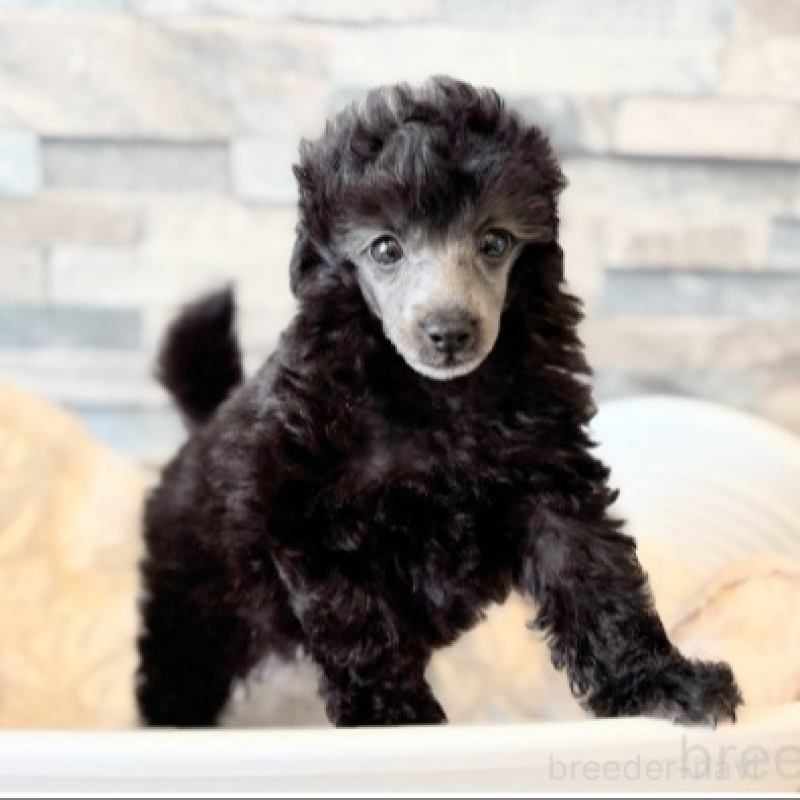 販売中の埼玉県のタイニープードル-424686の5枚目