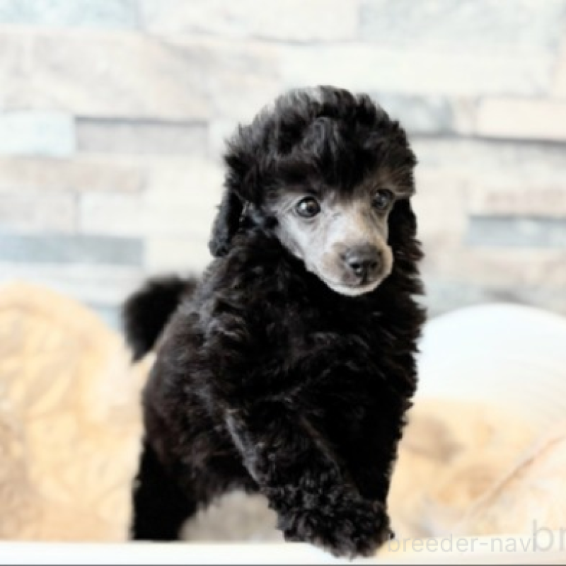 販売中の埼玉県のタイニープードル-424686の4枚目