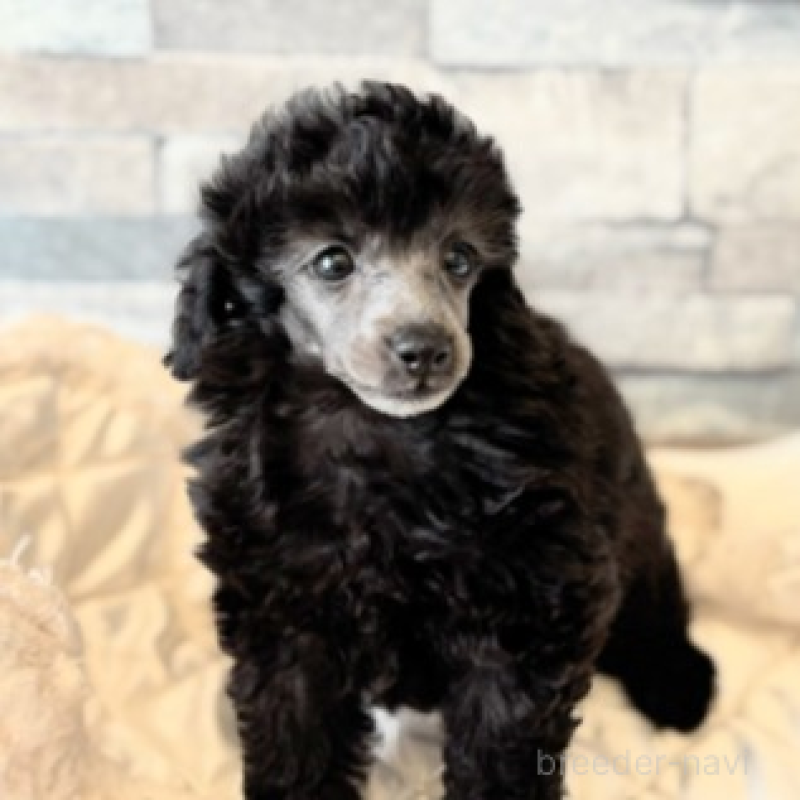 販売中の埼玉県のタイニープードル-424686の3枚目