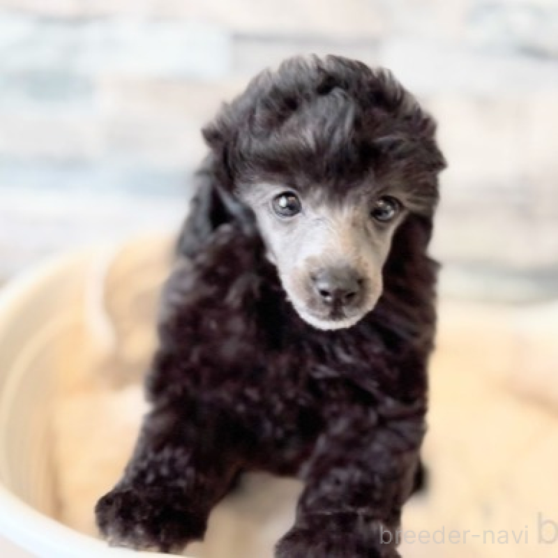 販売中の埼玉県のタイニープードル-424686の2枚目