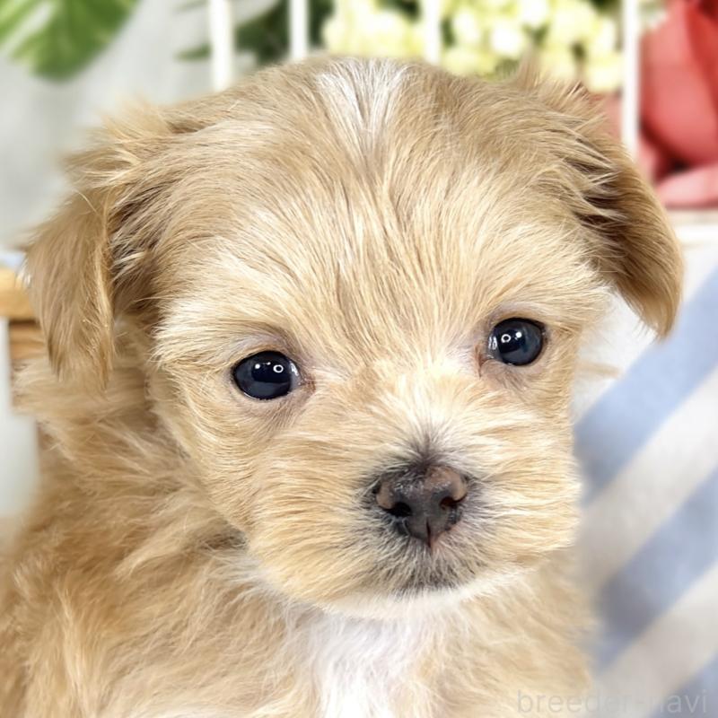 販売中の滋賀県のマルプー:マルチーズ×トイプードル-424688の1枚目