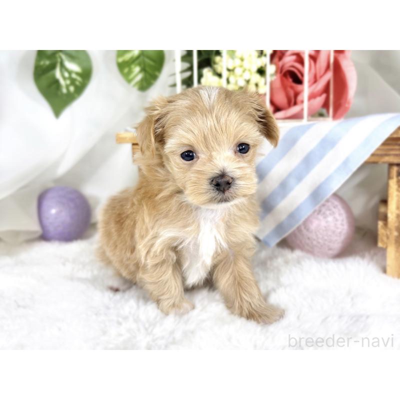 販売中の滋賀県のマルプー:マルチーズ×トイプードル-424688の3枚目