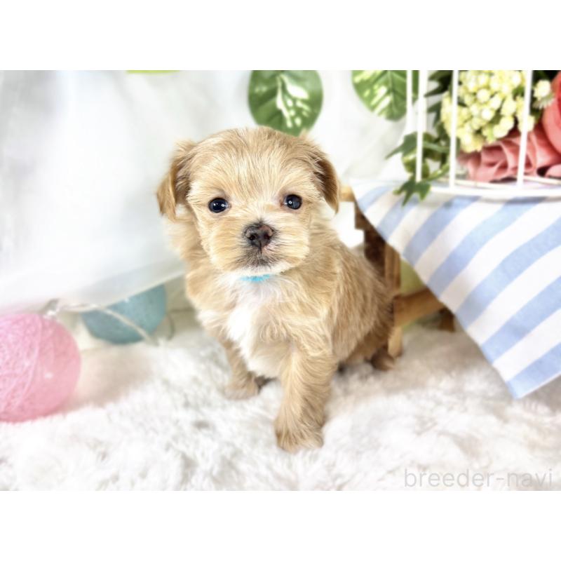 販売中の滋賀県のマルプー:マルチーズ×トイプードル-424688の4枚目