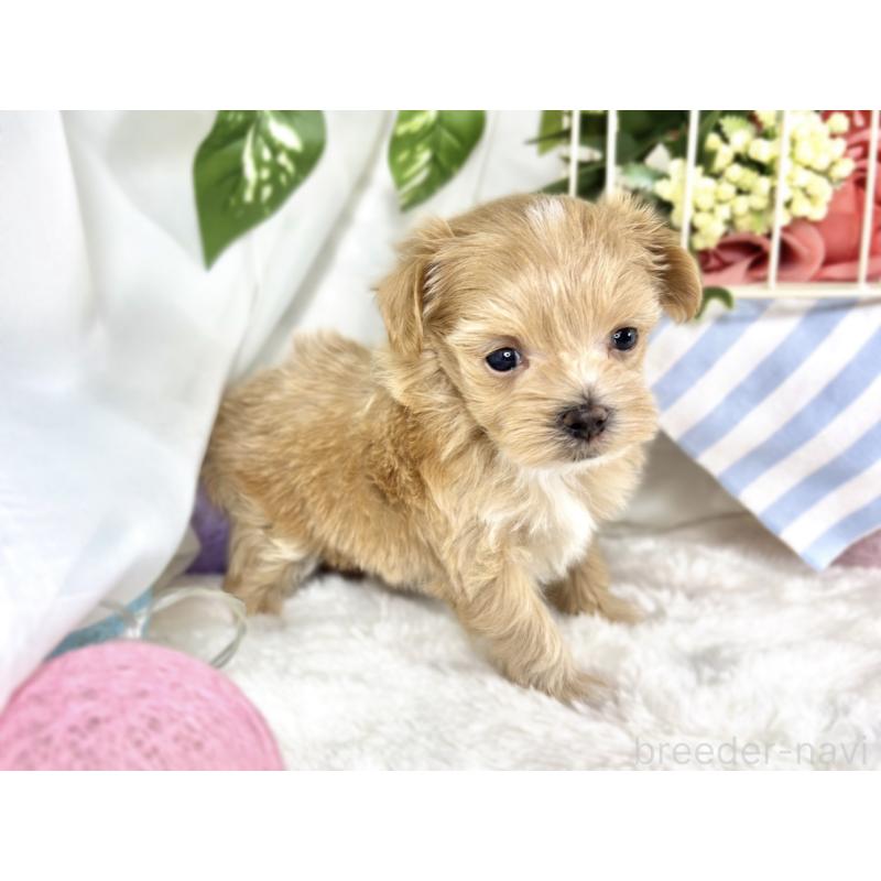 販売中の滋賀県のマルプー:マルチーズ×トイプードル-424688の2枚目