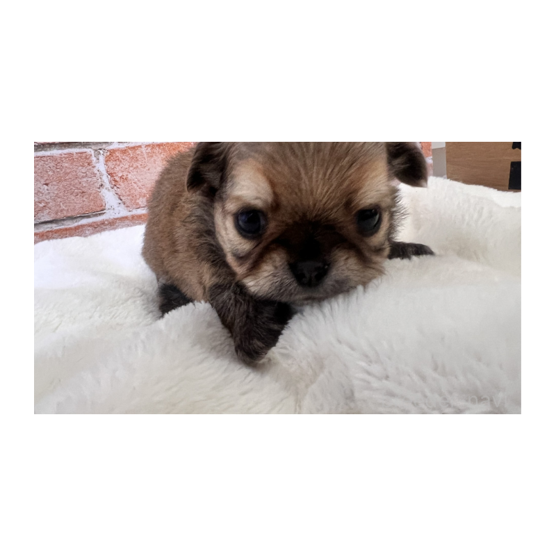 販売中の埼玉県のチワワ(ロングコート)-424689の6枚目