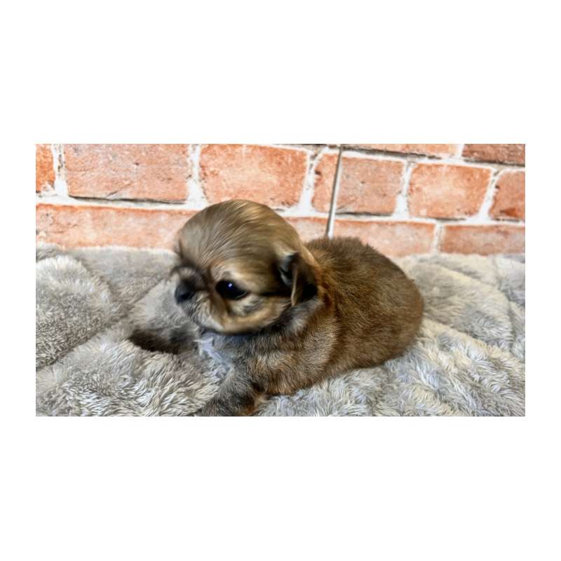 販売中の埼玉県のチワワ(ロングコート)-424689の5枚目