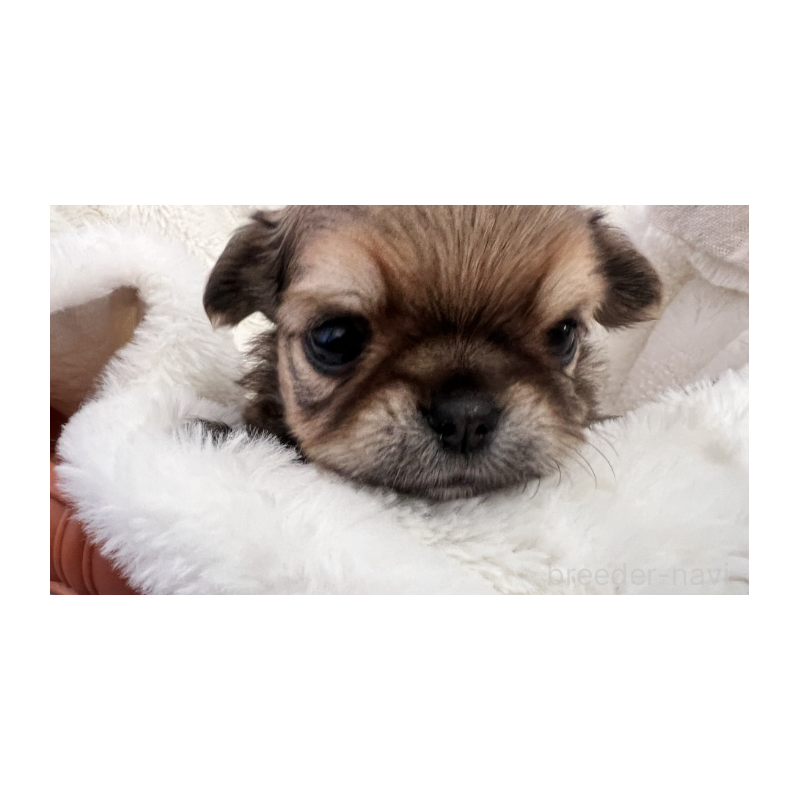 販売中の埼玉県のチワワ(ロングコート)-424689の4枚目