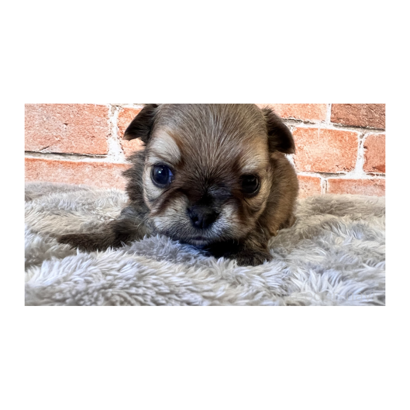 販売中の埼玉県のチワワ(ロングコート)-424689の3枚目