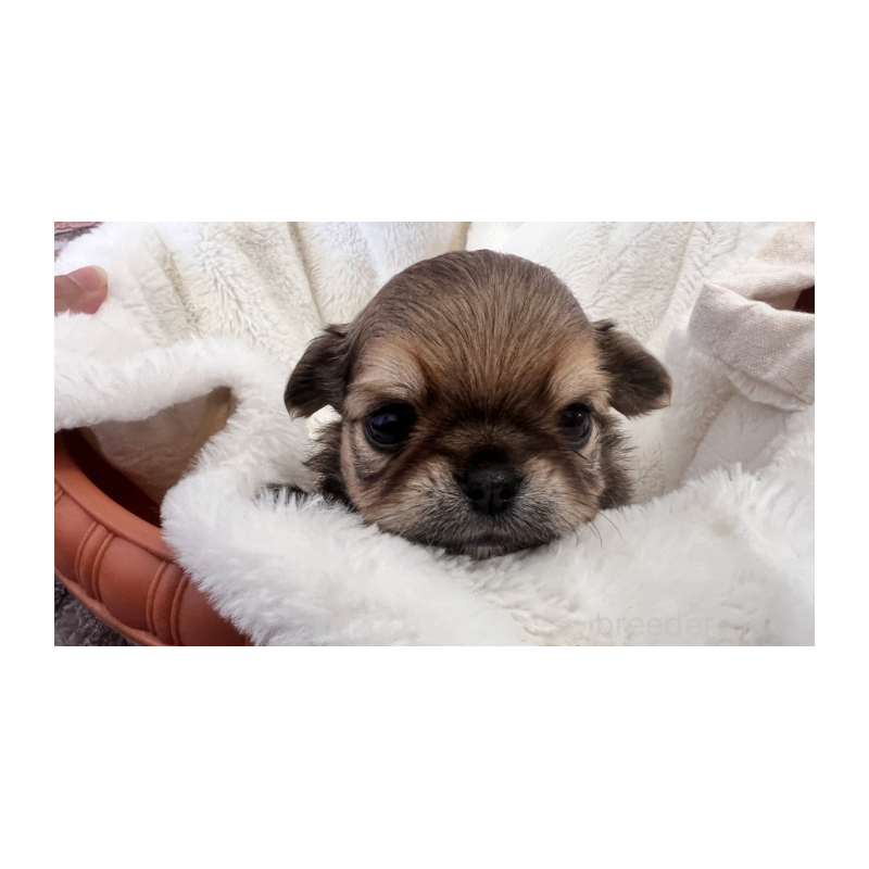 販売中の埼玉県のチワワ(ロングコート)-424689の2枚目