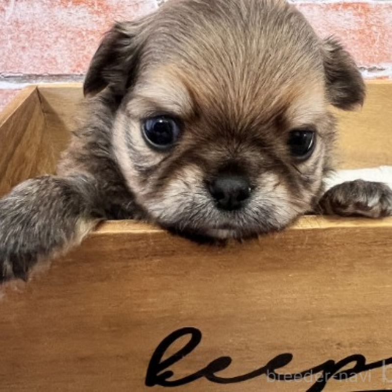 販売中の埼玉県のチワワ(ロングコート)-424689の1枚目