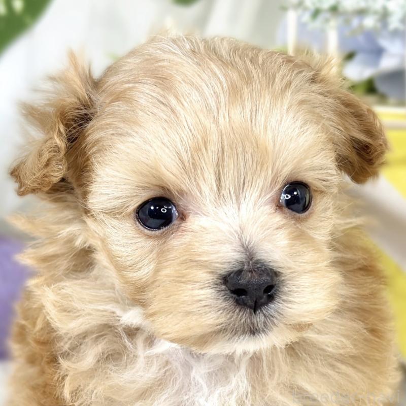 販売中の滋賀県のマルプー:マルチーズ×トイプードル-424690