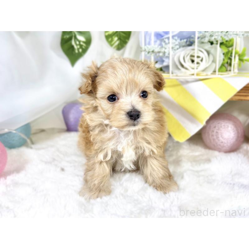 販売中の滋賀県のマルプー:マルチーズ×トイプードル-424690の4枚目