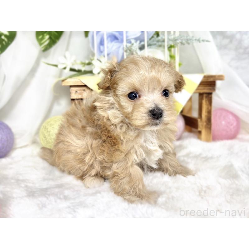 販売中の滋賀県のマルプー:マルチーズ×トイプードル-424690の3枚目