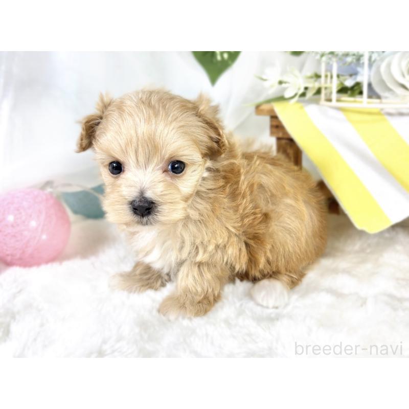 販売中の滋賀県のマルプー:マルチーズ×トイプードル-424690の2枚目