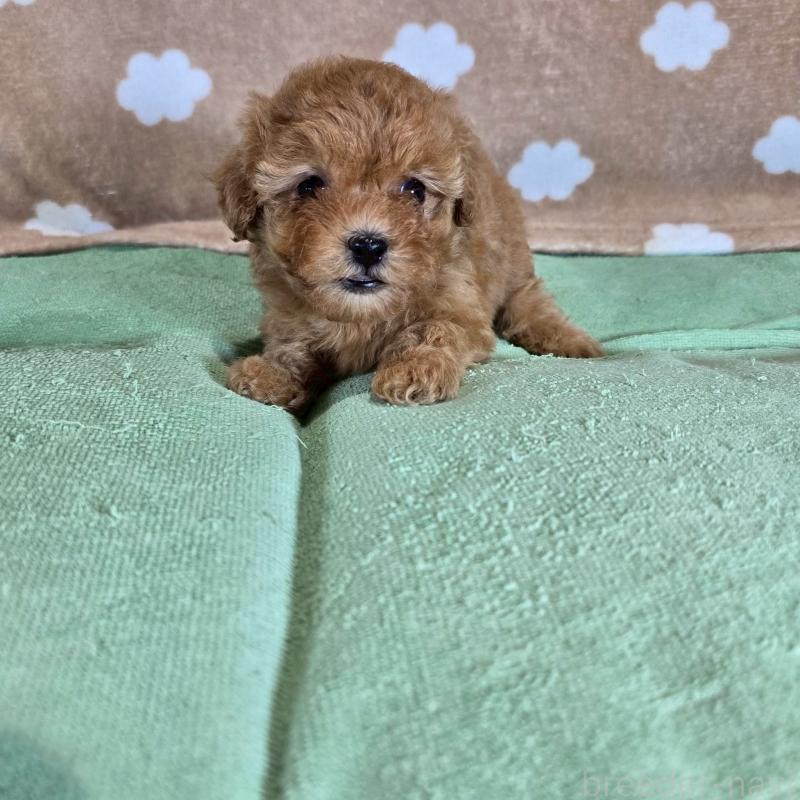 販売中の大阪府のトイプードル-424693の5枚目