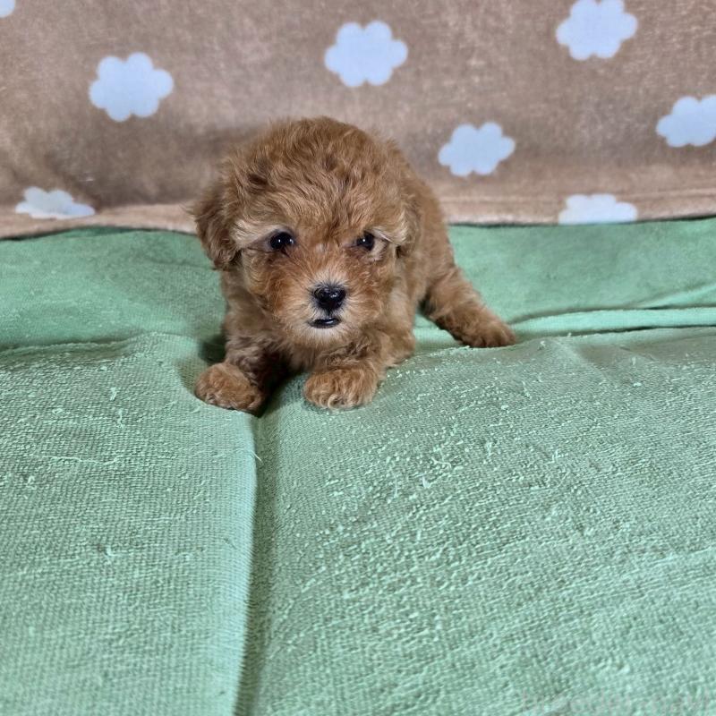 販売中の大阪府のトイプードル-424693の4枚目