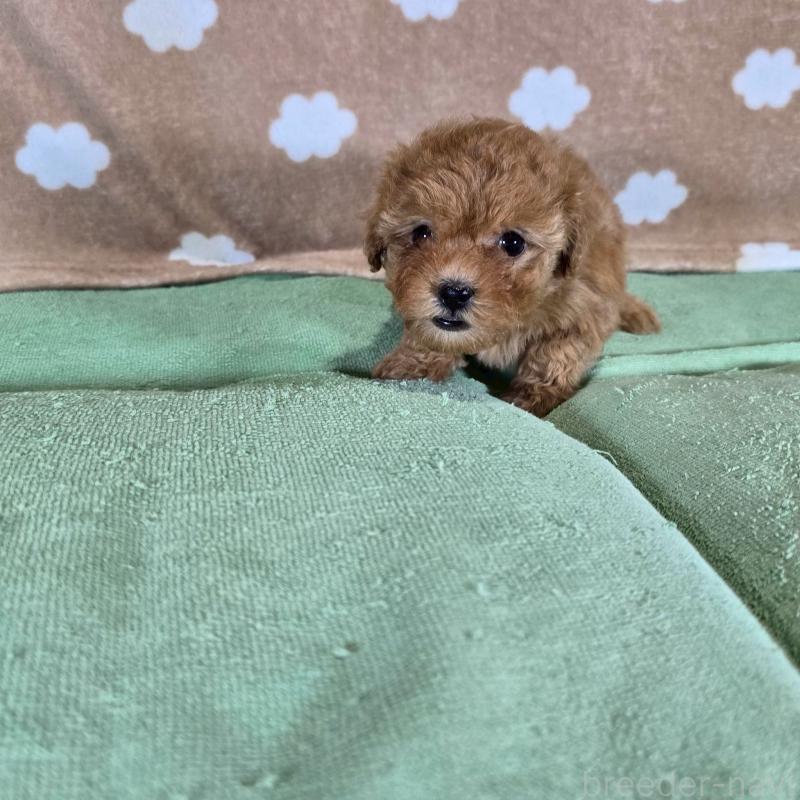 販売中の大阪府のトイプードル-424693の3枚目