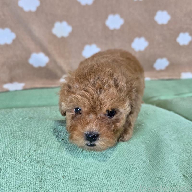 販売中の大阪府のトイプードル-424693の2枚目