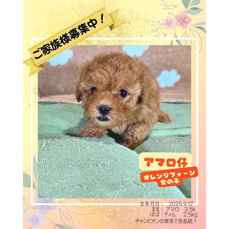 販売中の大阪府のトイプードル-424693