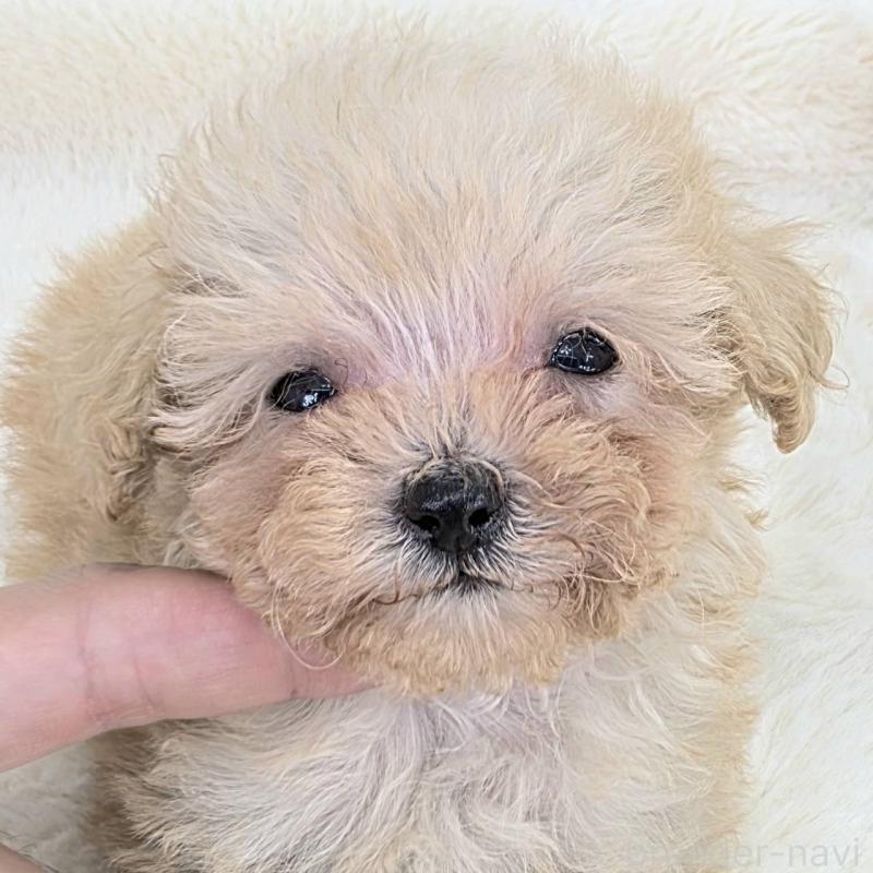 販売中の茨城県のミックス犬-424691