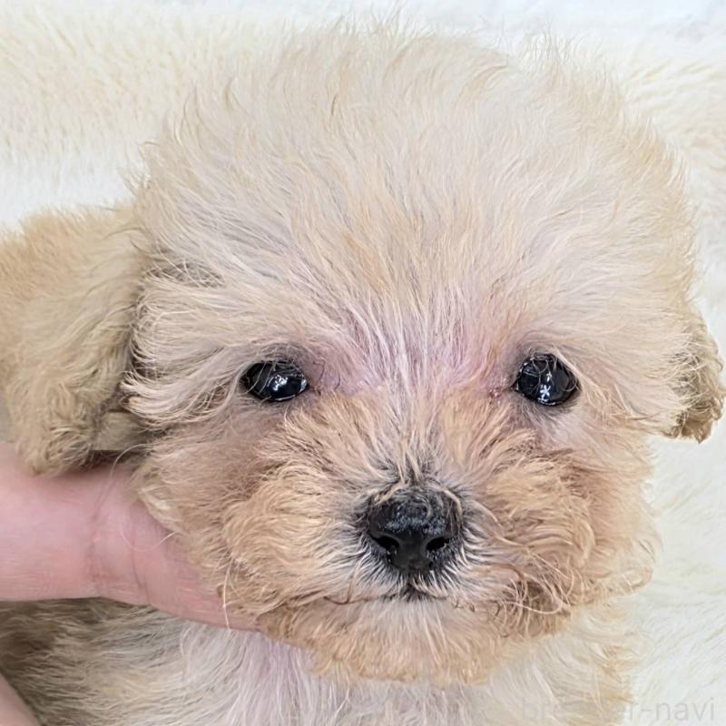 販売中の茨城県のミックス犬-424691の6枚目