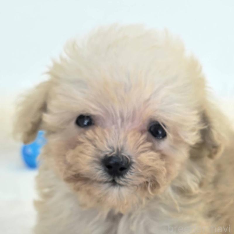 販売中の茨城県のミックス犬-424691の5枚目