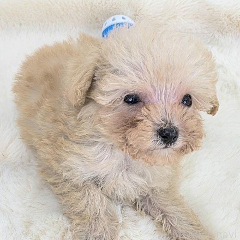 販売中の茨城県のミックス犬-424691の4枚目