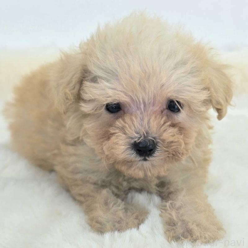 販売中の茨城県のミックス犬-424691の3枚目