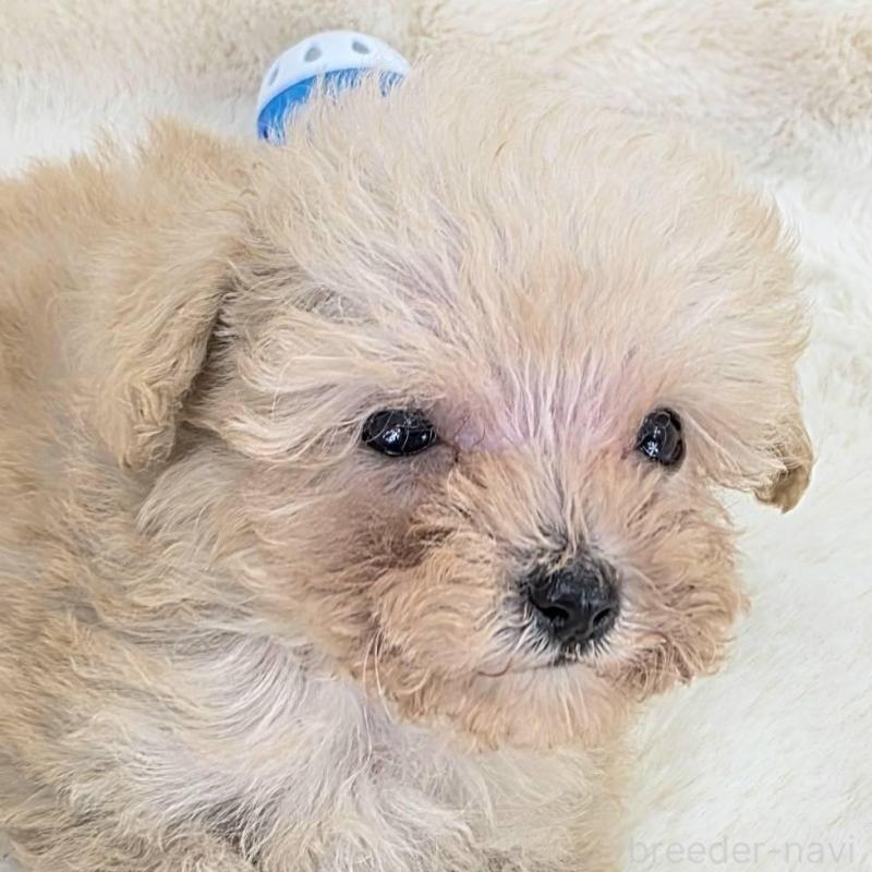 販売中の茨城県のミックス犬-424691の2枚目