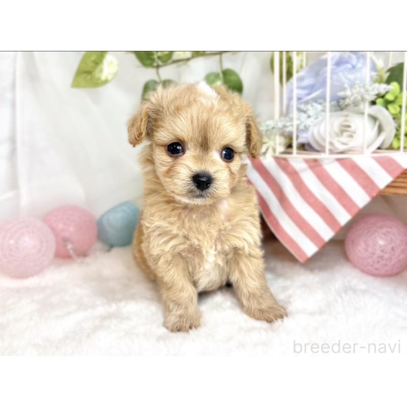 販売中の滋賀県のチワプー:チワワ×トイプードル-424695の4枚目