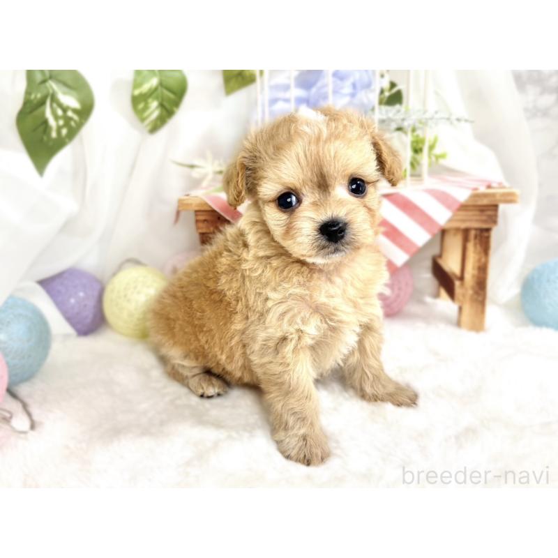 販売中の滋賀県のチワプー:チワワ×トイプードル-424695の3枚目