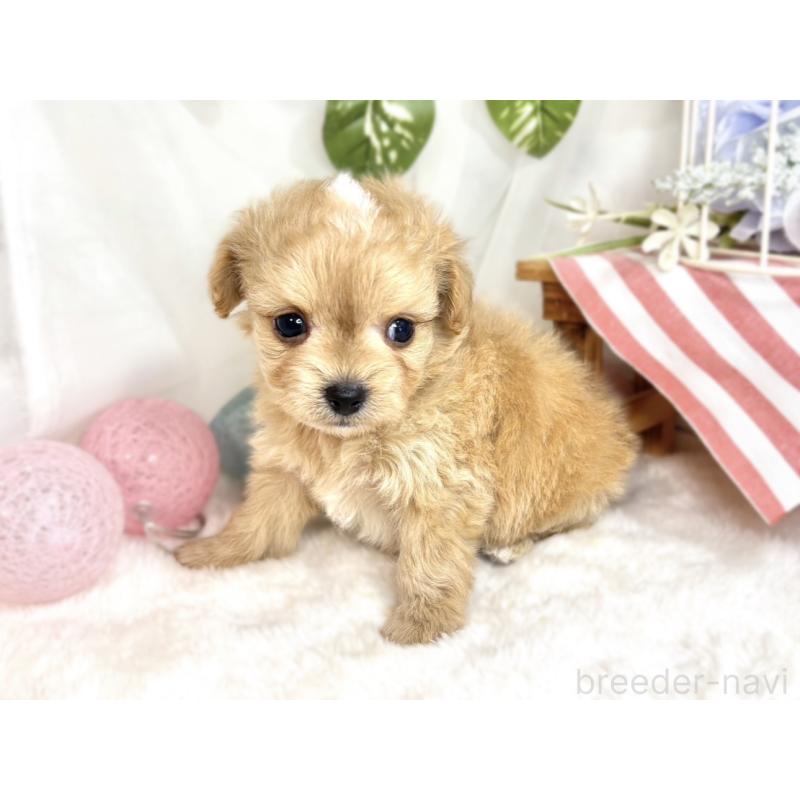 販売中の滋賀県のチワプー:チワワ×トイプードル-424695の2枚目