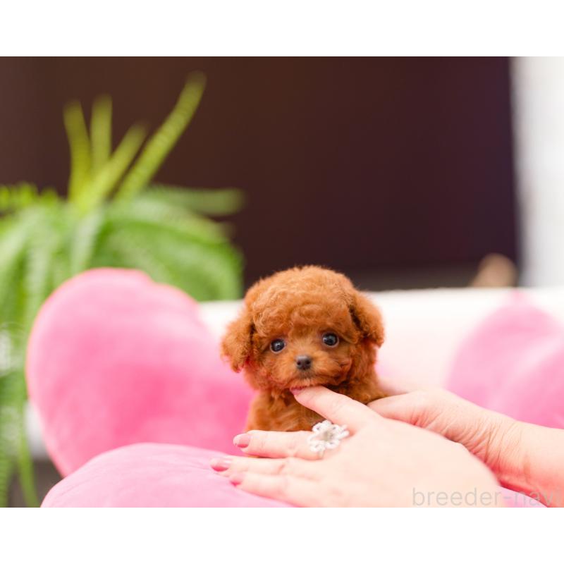 販売中の千葉県のティーカッププードル-424692の4枚目