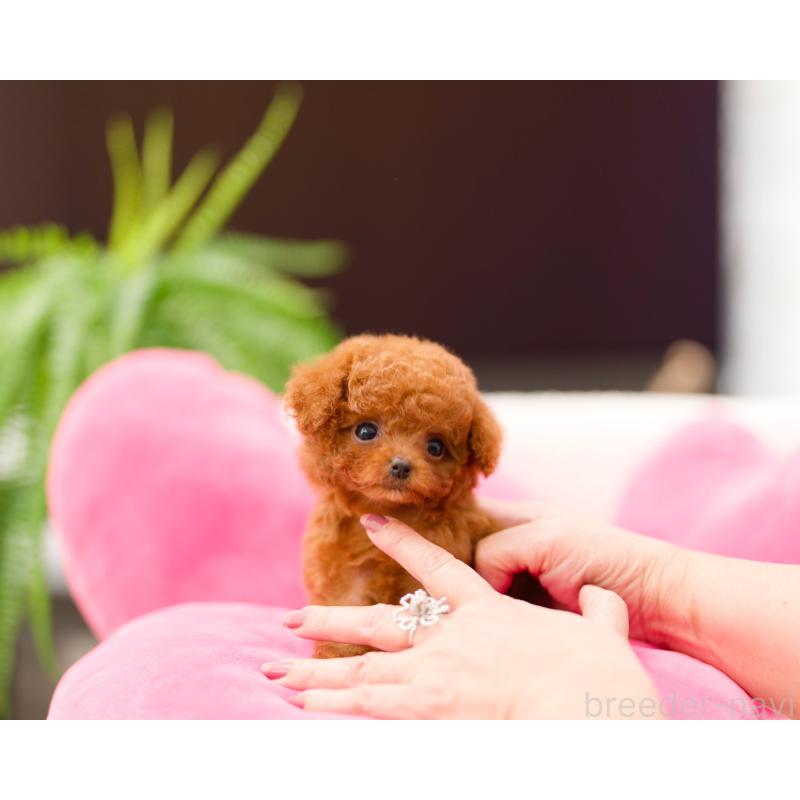 販売中の千葉県のティーカッププードル-424692の3枚目