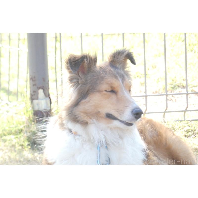 販売中の熊本県のシェットランドシープドッグ(シェルティ)-403422の3枚目