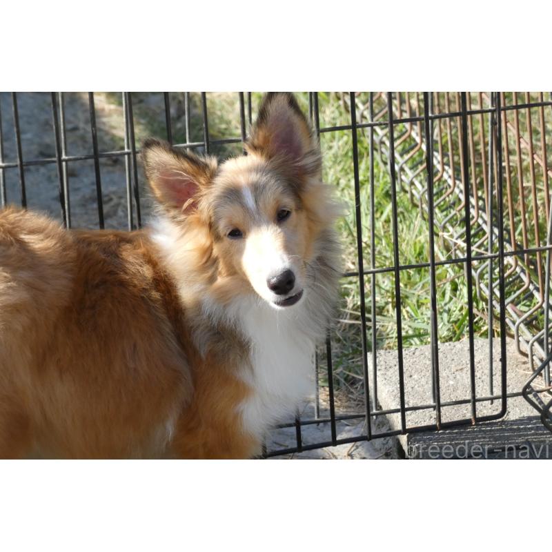 販売中の熊本県のシェットランドシープドッグ(シェルティ)-403422の2枚目