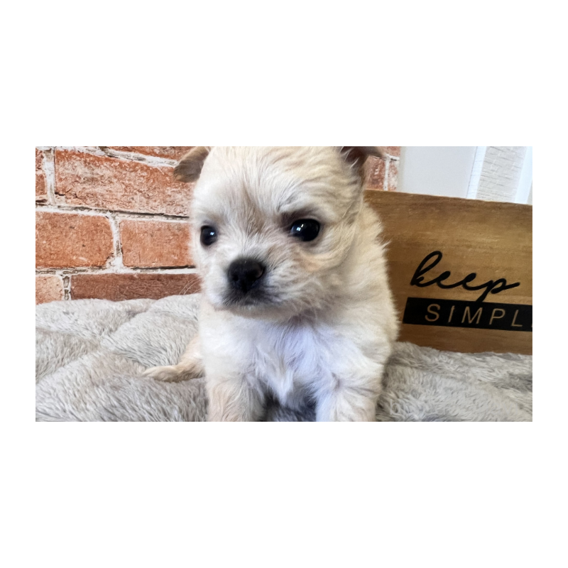 販売中の埼玉県のチワワ(ロングコート)-424694の10枚目