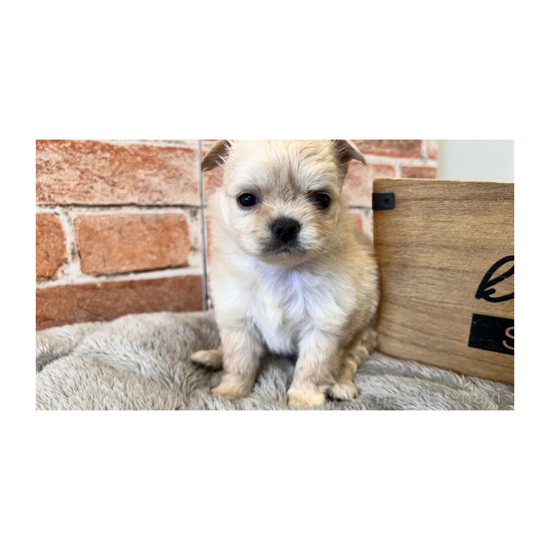 販売中の埼玉県のチワワ(ロングコート)-424694の9枚目