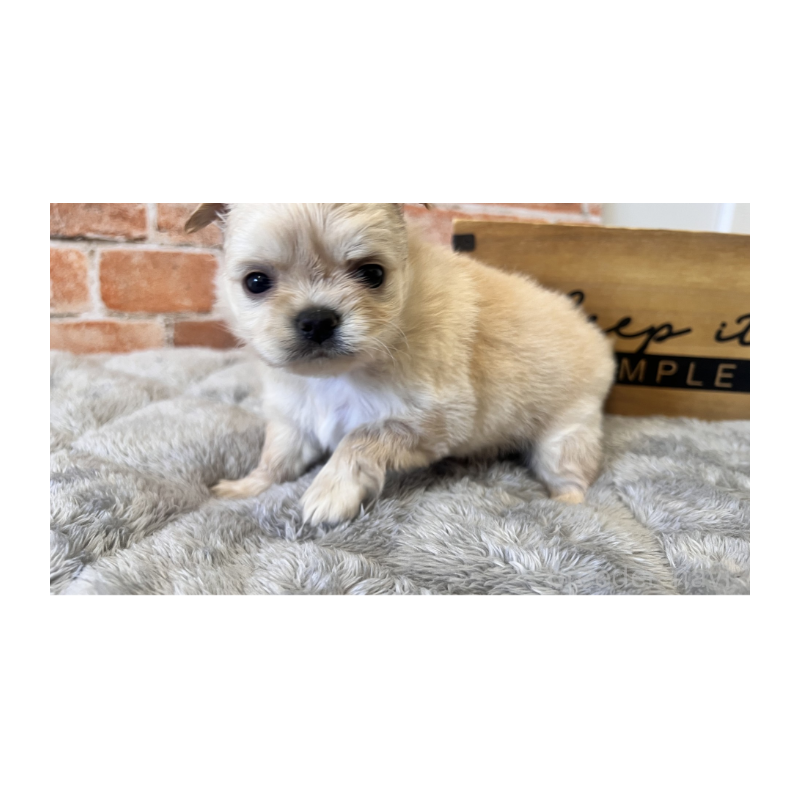 販売中の埼玉県のチワワ(ロングコート)-424694の8枚目