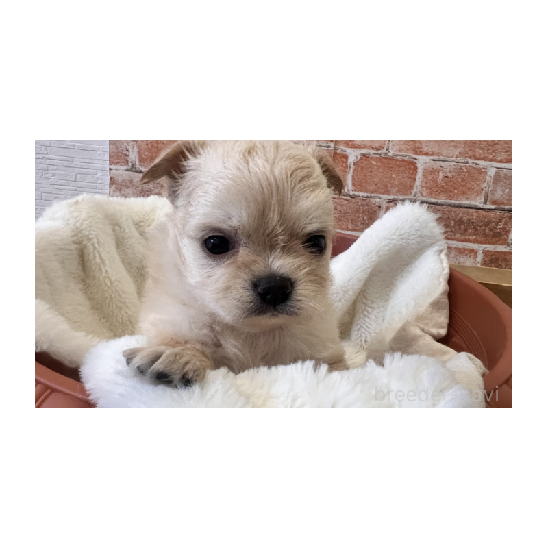 販売中の埼玉県のチワワ(ロングコート)-424694の7枚目