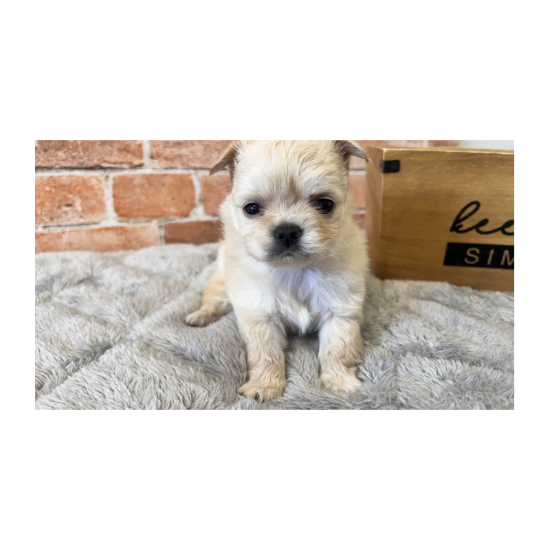 販売中の埼玉県のチワワ(ロングコート)-424694の6枚目