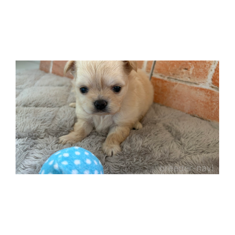 販売中の埼玉県のチワワ(ロングコート)-424694の5枚目