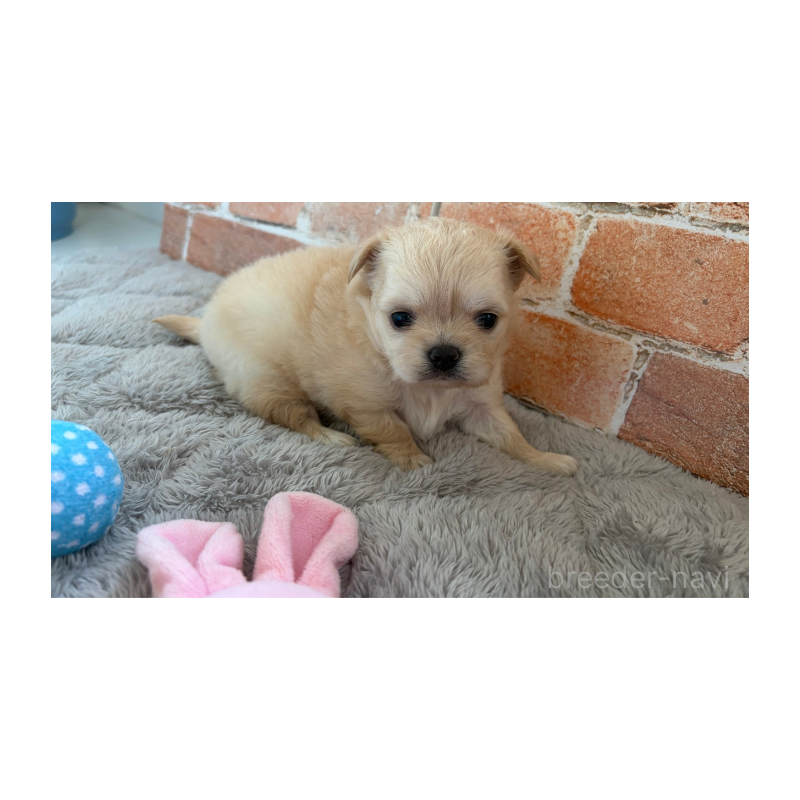 販売中の埼玉県のチワワ(ロングコート)-424694の4枚目